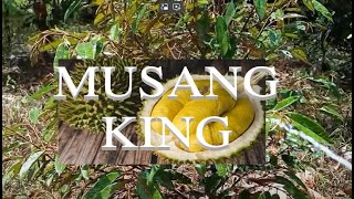 Musang King Durian [upl. by Tereve]