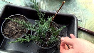 HOW TO GROW PLANTS FROM CUTTINGS  CYPRESS TREE PROPAGATION [upl. by Ayhtin]