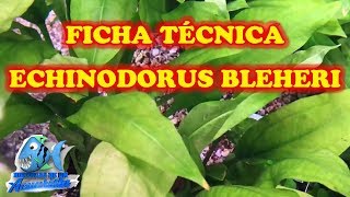 FICHA TÉCNICA ECHINODORUS BLEHERI quotEspada Amazónicaquot [upl. by Reld]