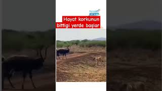 Hayat korkunun bittigi yerde baslar animal motivasi motivasyon [upl. by Fasta114]