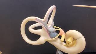 Professor Long  Ear Anatomy 2 Inner Ear [upl. by Yarazed]