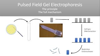 The Principle of Pulsed Field Gel Electrophoresis PFGE [upl. by Rol33]