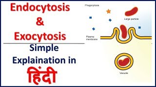 Endocytosis and Exocytosis Simple Explaination in Hindi  Bhushan Science [upl. by Hilda]