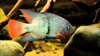 North amp Central American Cichlids in the Display Aquarium Vieja maculicauda episode 3 [upl. by Aita]