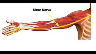 Two Minutes of Anatomy Ulnar Nerve [upl. by Trici]