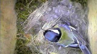 Garden Bird Parus Major Nest Building [upl. by Goeselt418]