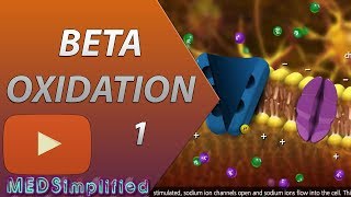 Beta Oxidation of Fatty acids Made SimplePart 1 [upl. by Eillat651]