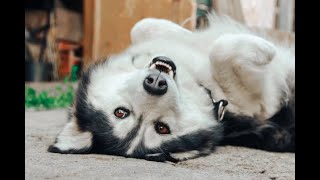 Husky vs Border Collie in ultimate agility challenge [upl. by Esertak]