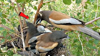 Rufous treepie is a very hardworking bird BirdsofNature107 [upl. by Akinnej]