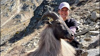 Renees first Bull  Giant 14 inch Himilayan Tahr  Public Land New Zealand Hunting [upl. by Ima]