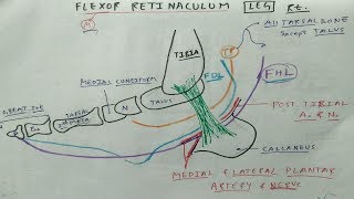 Flexor Retinaculum of Leg  Lower Limb Anatomy  TCML [upl. by Waite]