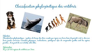 Classification phylogénétiques des vertébrés [upl. by Iznik]