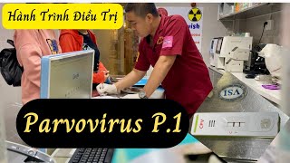 Hành trình điều trị parvovirus Phần 1 [upl. by Nwahsor511]