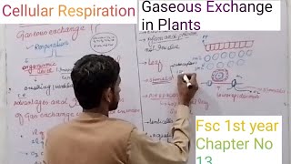 Gaseous Exchange in Plants  Cellular respiration Sparkbiology [upl. by Schulz419]