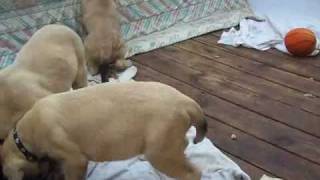 English mastiff puppies 10 weeks old [upl. by Kampmeier304]