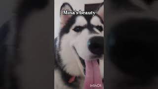 Minas beauty🥰🥰😍 dog husky canina doglover perros beauty huskys [upl. by Eastman582]