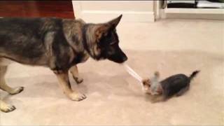 Yorkie and German Shepherd play Tug o War [upl. by Esenwahs]