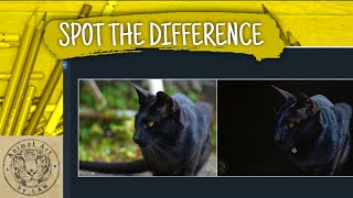 Side by side comparisons with Reference photos  How to Spot the Difference [upl. by Lua50]