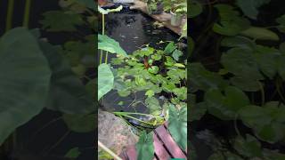 Koi Spawning  Cute Koi Eggs koi veterinary pondfish koipond spawning pets [upl. by Maggy]