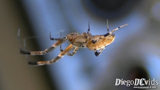 Zosis geniculata spider Uloboridae hackled orbweaver or cribellate orb weavers [upl. by Haydon]