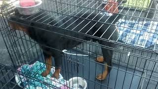 Spotted another Rottweiler named Ernie and hes at the Hummer EV Pet Adoption Event in Oak Lawn IL [upl. by Smaoht889]