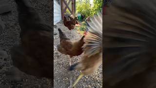 Who’s The Boss The Pecking Order in Chickens [upl. by Lulu120]