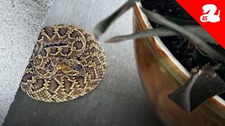 Rattlesnakes Escape the Heat on Front Porches [upl. by Marcus153]