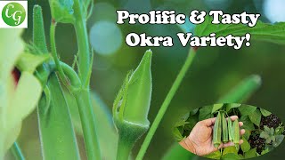 One Okra Variety You Must Grow For Raised Beds amp Containers [upl. by Rossner]