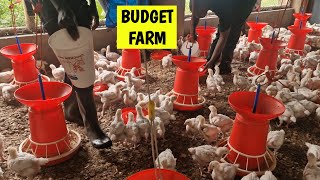 How to Start a 500 Chicken Farm on a Low Budget [upl. by Alliw653]