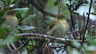 Mountain Elaenia and its Call [upl. by Einamrej]