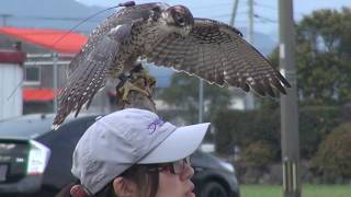 falcon training step [upl. by Yeltneb]