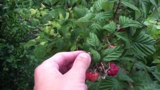 Récolter les framboises  Astuce jardin et potager [upl. by Adaj244]