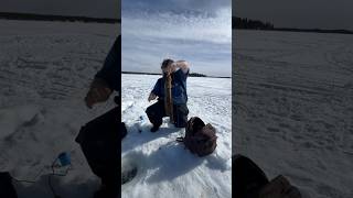 Lake Louise Alaska ice fishing burbot in April eelpout icefish fishing fishalaska icefishing [upl. by Talya]