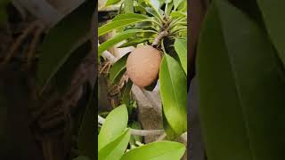 ♥️🌴Amar chhad bagane darun jinis hoyese🌴♥️ fruit youtubevideo tree plslikesubscribe plssupport [upl. by Andrej]