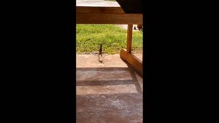 Lizards running in a funny way🤣🤣🤣🤣 funny lizards youtube shorts [upl. by Aekan]