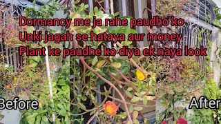 money plant ke paudhe ko diya ek naya lookgardenflowers gardennewsetupplantsflowers viralvlog [upl. by Paschasia239]