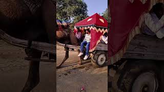 Royal Ride🚩🐫 ytshorts rider reelsindia india hindi shortvideo dog pushkardiaries horse [upl. by Charmane]