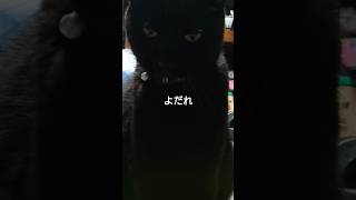 黒猫 猫 よだれ [upl. by Ednyl]