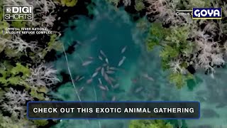 Hundreds of manatees pack together to stay warm [upl. by Boggers]