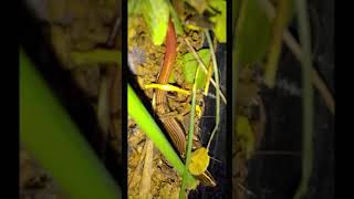 common snake skink lizard in Sri Lanka shorts [upl. by Auqenet]