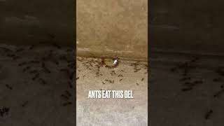 Ants control treatment [upl. by Alesiram693]