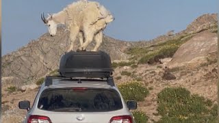 Mountain Goats Caught Stomping on Hikers Car [upl. by Diarmit]