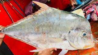 Amazing Big Para Fish Cutting Skills In Fish Market  Fish Cutting Skills [upl. by Fons747]