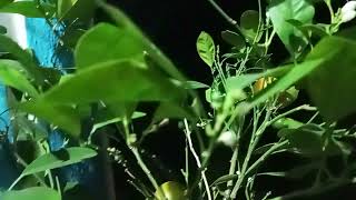 My garden Lime plant🌱🍋viral trending lime plantshorts [upl. by Phaih]