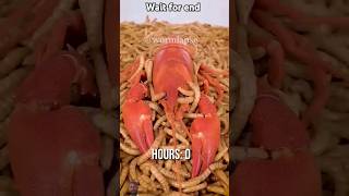 Crayfish vs Mealworms The EcoFriendly Seafood Showdown [upl. by Novyad]