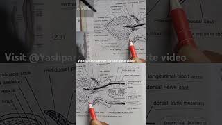 Digestive System of Balanoglossus  shorts short biology YashPartner [upl. by Ymrej]