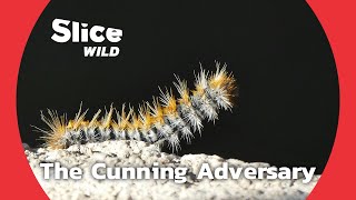 Impressive Survival Strategies of Pine Processionary Caterpillars  SLICE WILD [upl. by Fazeli271]