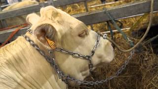 INTERVIEW ELEVEUR CHAROLAIS TERRES EN FETE [upl. by Timrek]