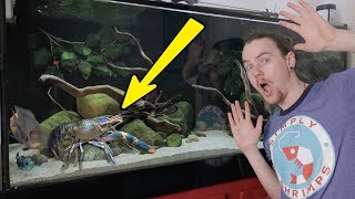 5ft Aquarium Update With Crayfish Alan [upl. by Creath]