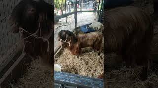 Petting Zoo Pavilion  Gunung Lang Ipoh  241223 [upl. by Meggi496]